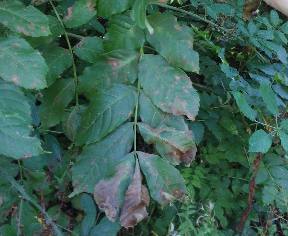 Tree with ash dieback disease