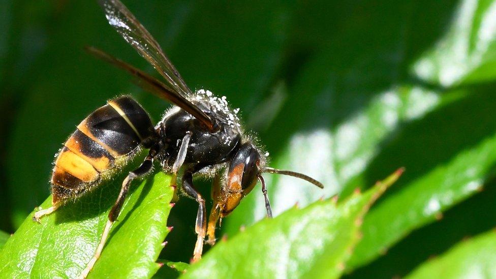 asian-hornet