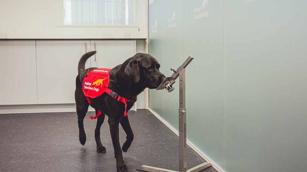 dog sniffing sample