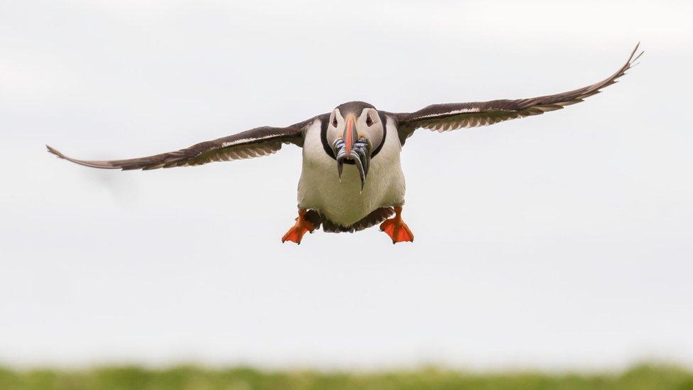 Puffin