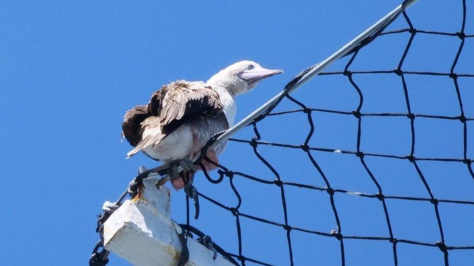 A photo of the red-footed booby