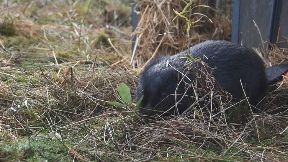 Beaver emerges from cage