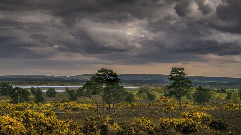 RSPB Arne