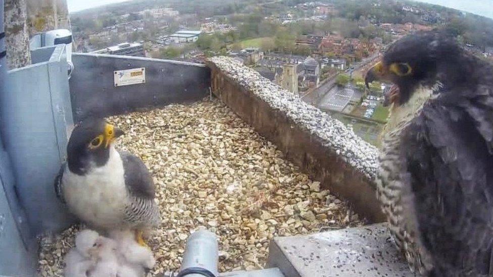 Peregrines with chicks