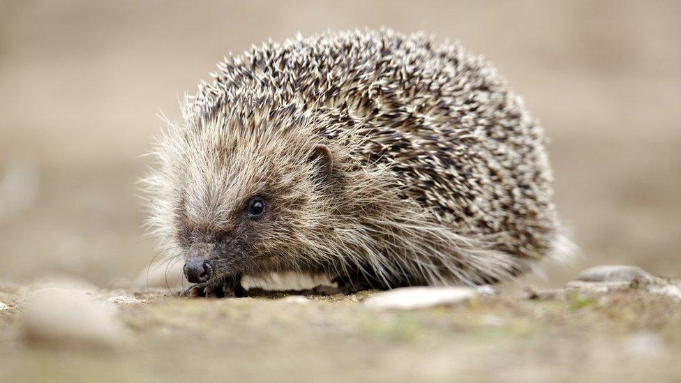 Hedgehog