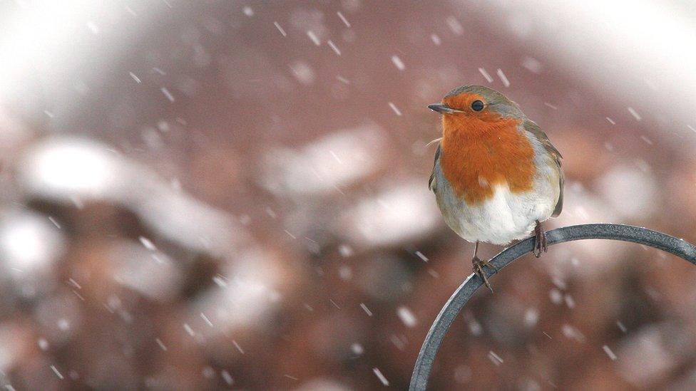 A robin in the snow