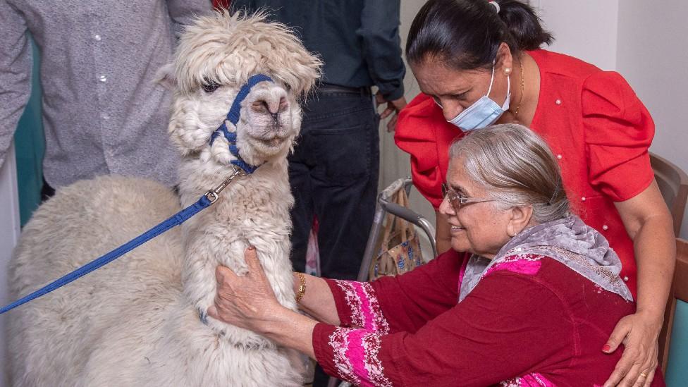 Alpaca in care home