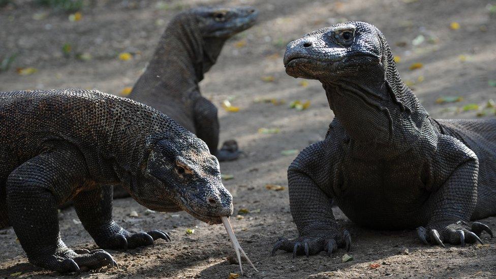 Komodo dragons