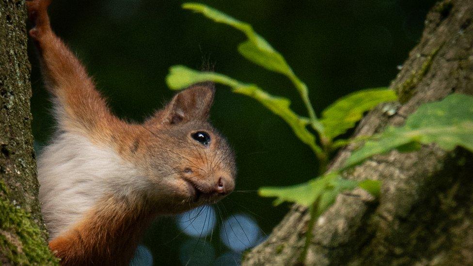 Red squirrel in a tree