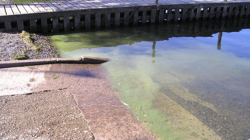 Algae on the fringes of Windermere