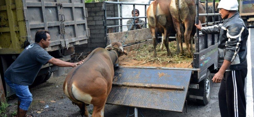 Farmers move their cattle at Rendang district of Bali (21 Sept 2017)