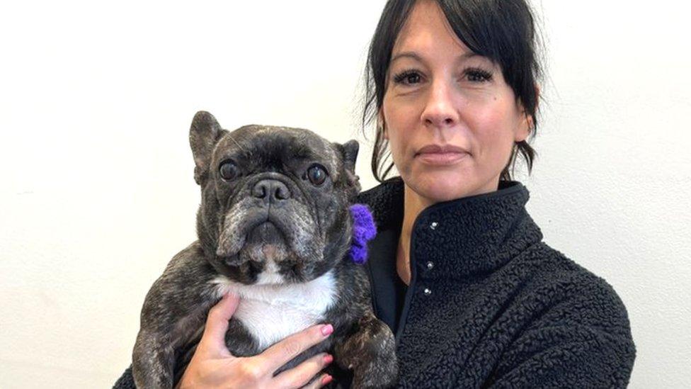 Black and white French bulldog wearing purple bow and being held by woman with medium-length black hair