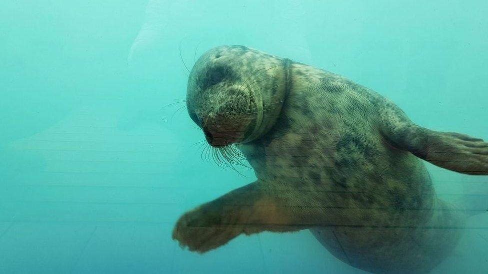 Relashio the seal in pool