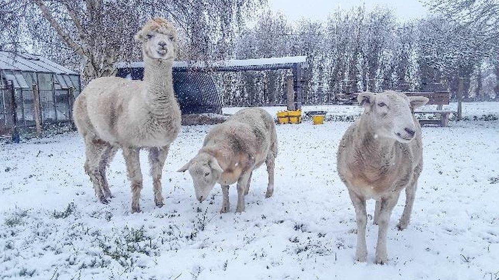 Alpaca and sheep in snow