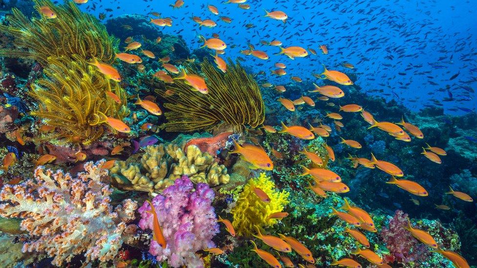 Tropical reefs are some of the busiest places in our ocean, like this bustling reef, Fiji