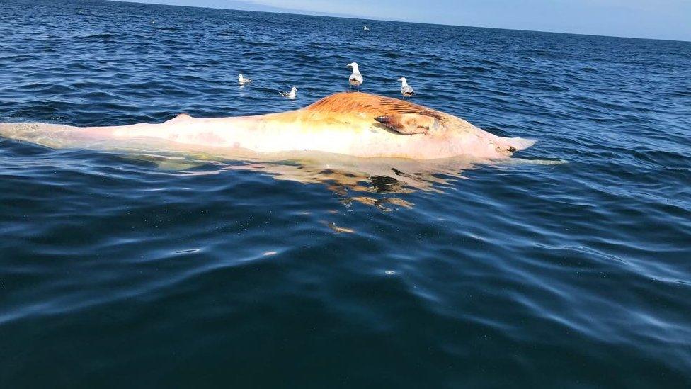 Dead whale in sea off Norfolk coast