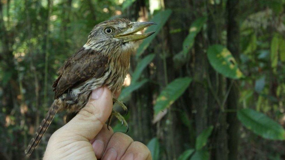 A handout picture provided by the World Wildlife Fund dated on 28 October 2012 shows a bird Rapazinho Estriado do Oeste.