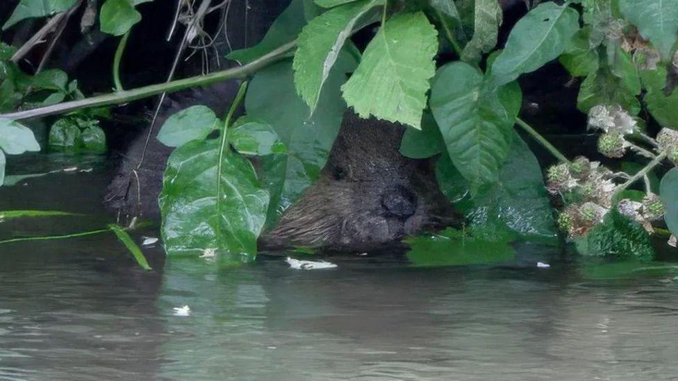 A baby beaver hiding underneath a bush in the river