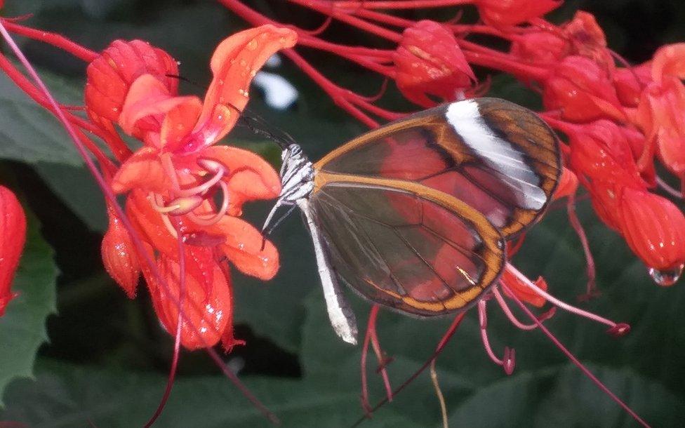 Wye Valley Butterfly Zoo