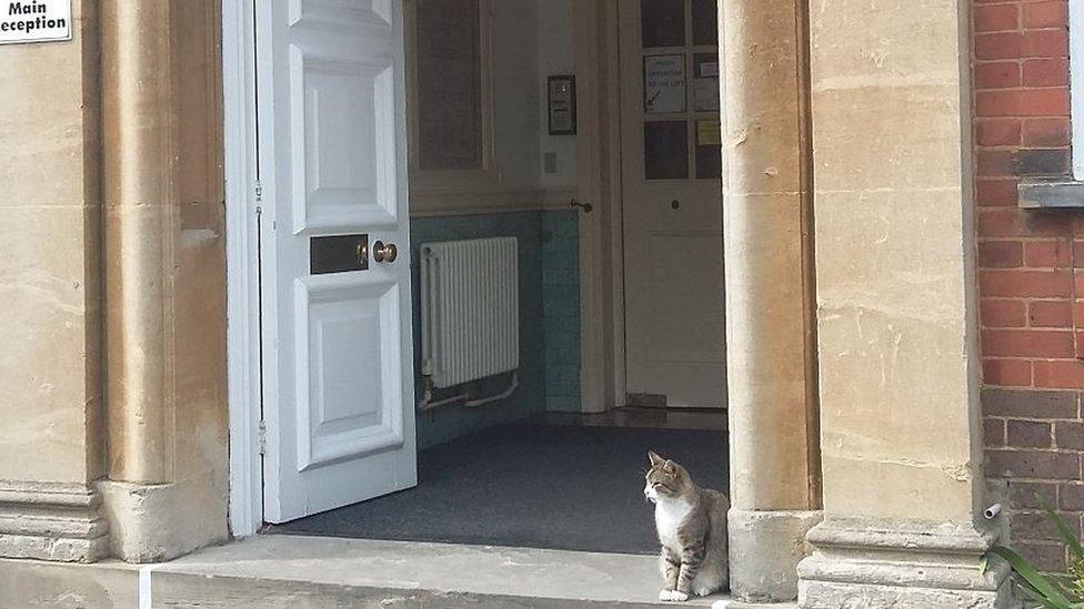 Whisky the cat at Watford school