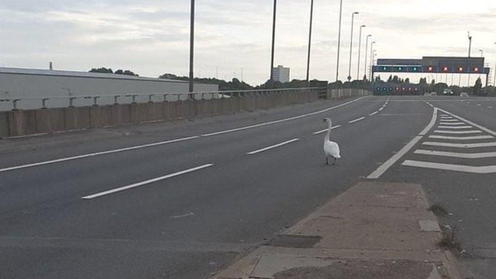 Swan on carriageway