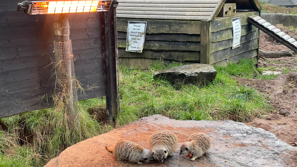 Meerkats sheltering in heated quarters at Belfast Zoo