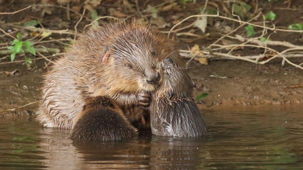 Beaver female with kits