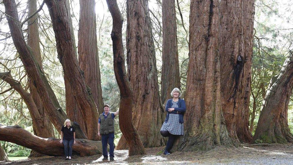 The Multi-stemmed Giant Sequoia, Castlewellan Forest Park