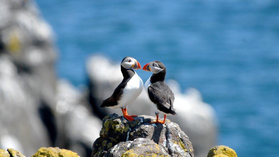 puffins-rubbing-beaks-on-a-rock