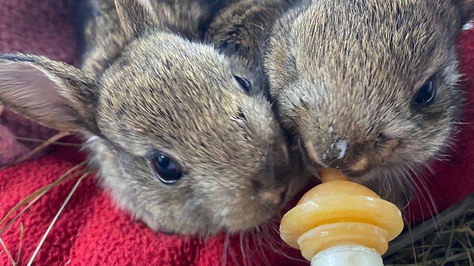 Two rabbits drinking from a bottle