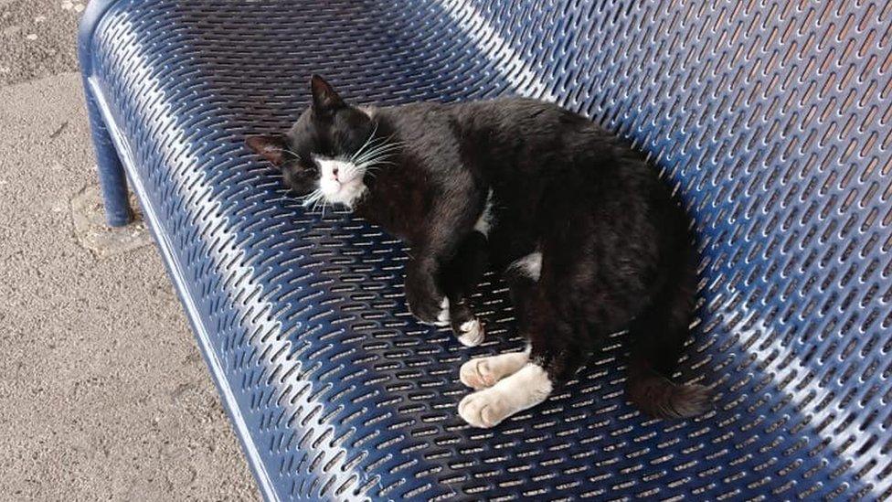 cat sat on blue train station bench