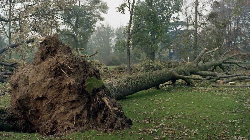 Damaged trees in Kew Gardens, 1987