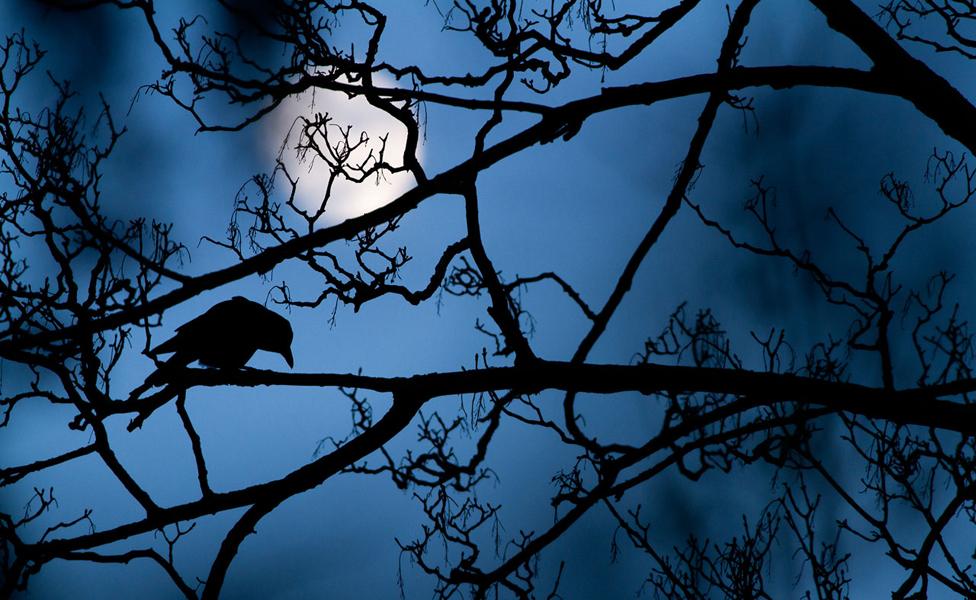 Crow in tree by Gideon Knight