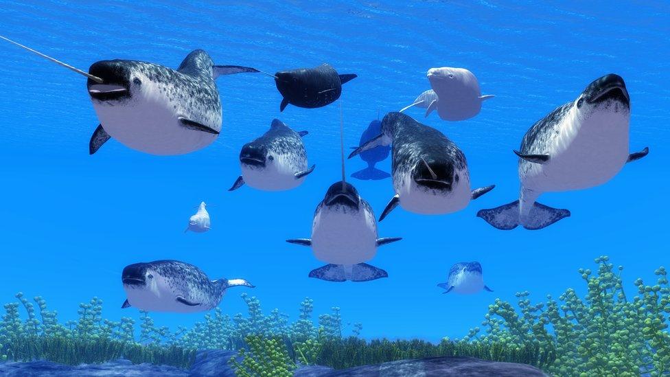 narwhals