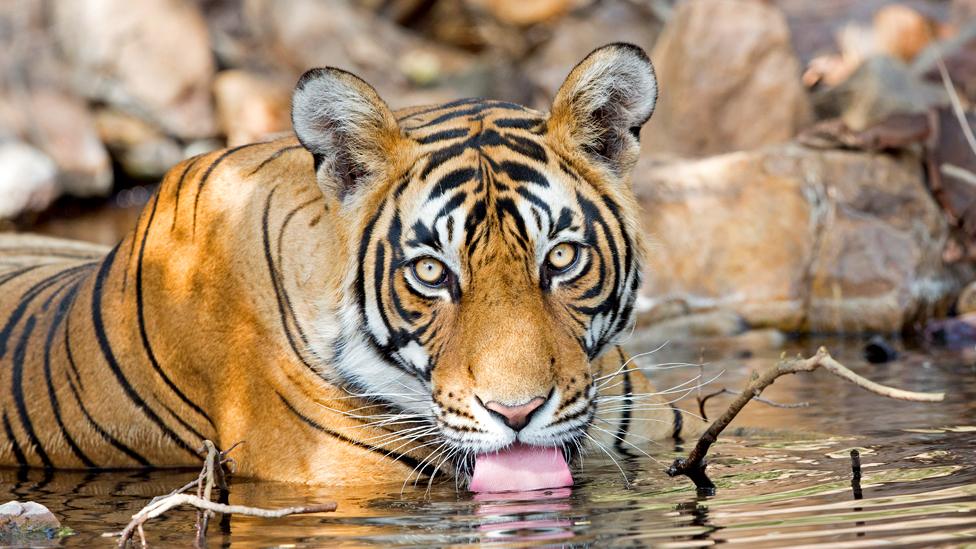 Tiger drinking