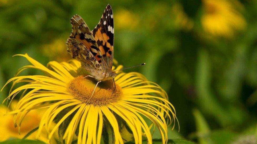 Painted lady butterfly