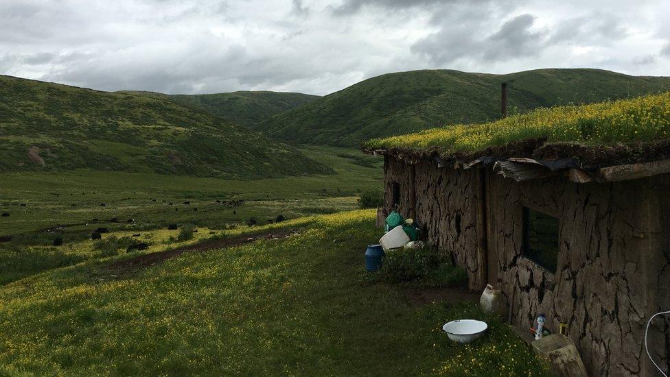 Tshe Bdag Skyabs family's summer settlement, with grass growing on the roof, overlooking a vast green landscape