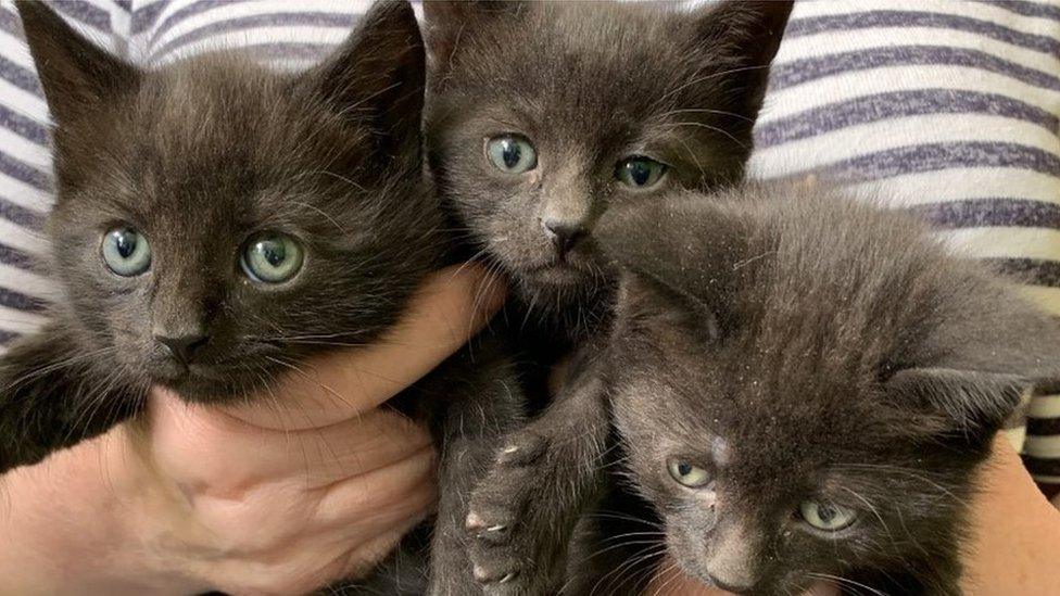 Three black kittens