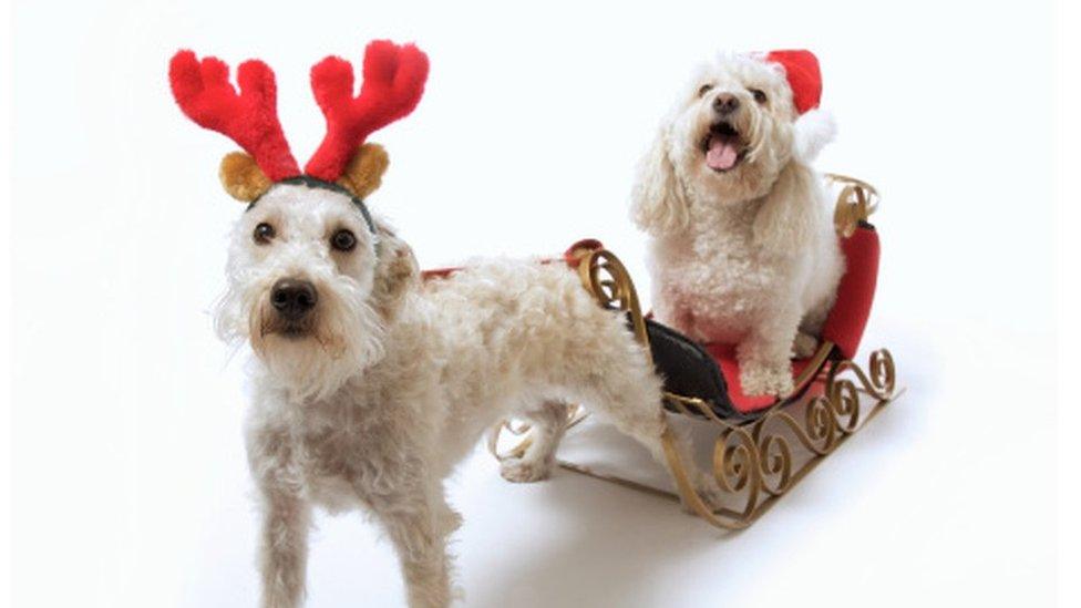 White dog with antlers pulling sled with dog