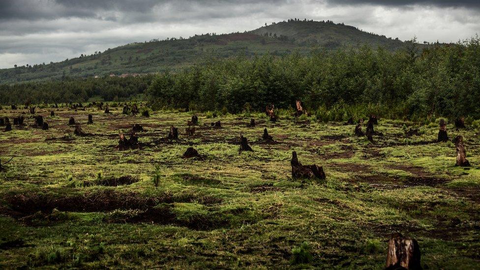 Deforestation in Madagascar