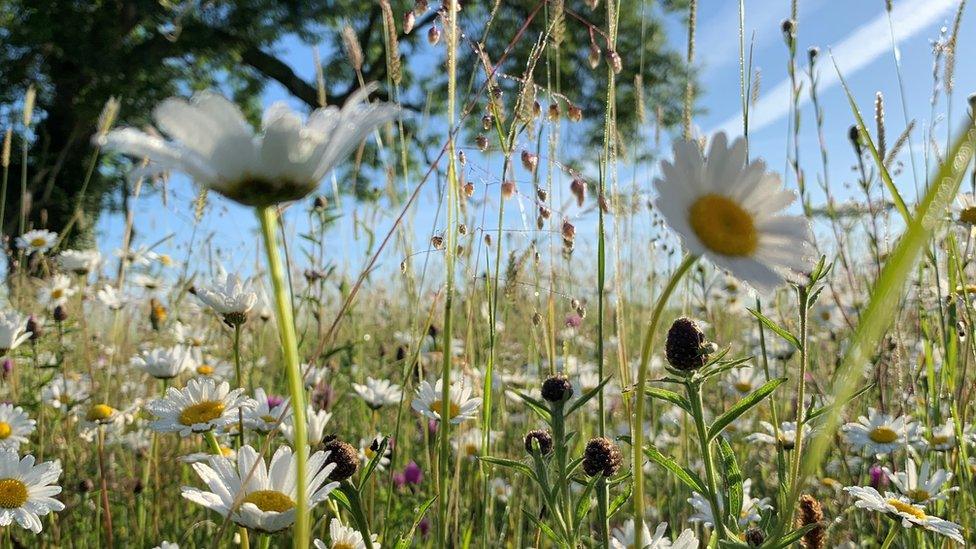 Wildflower meadow in the Mendips