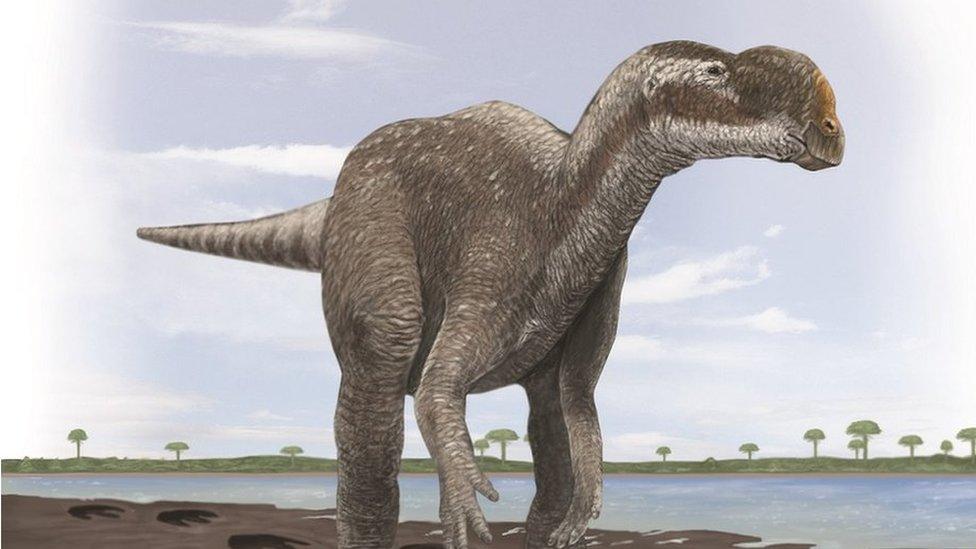 Artist's impression of a two-legged plant-eating dinosaur similar to Muttaburrasaurus