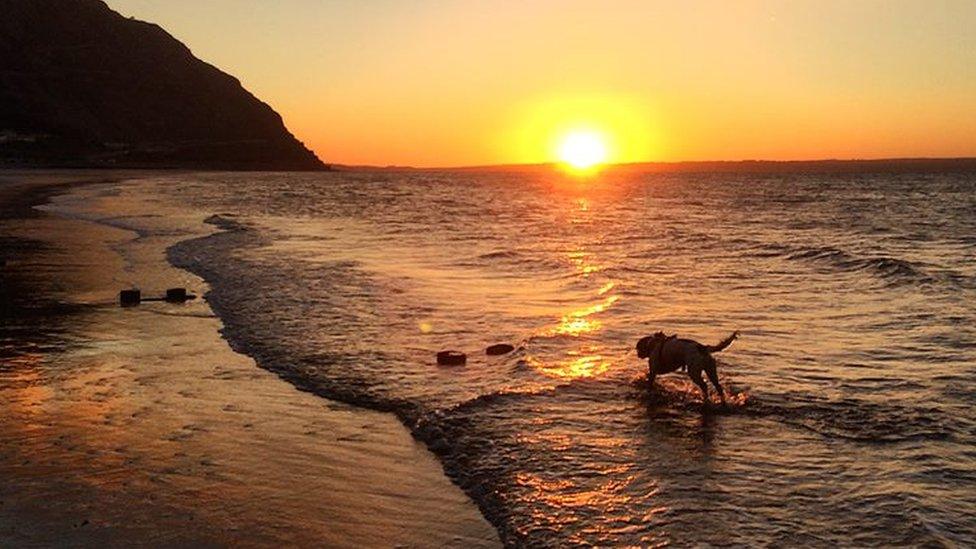 A dog playing in sea by Pamela Hughes