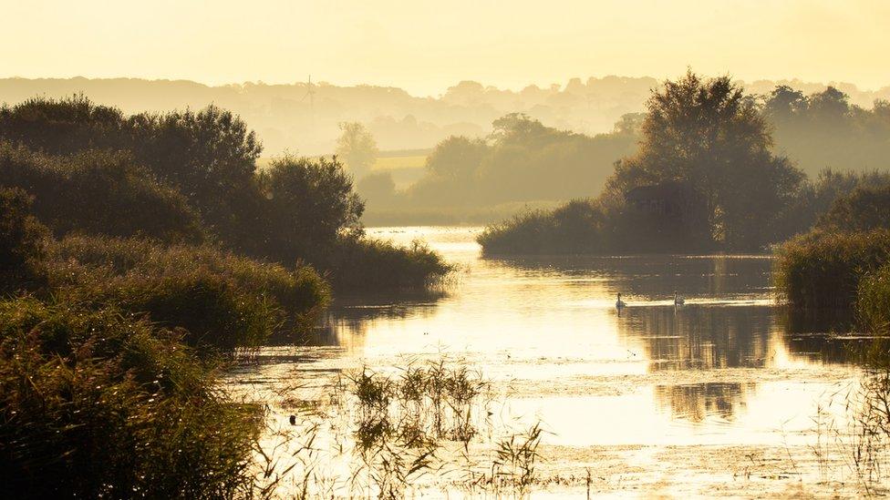 Shapwick Heath National Nature Reserve