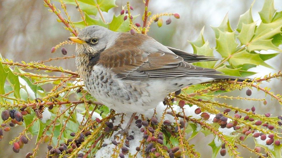 Fieldfare in Radley