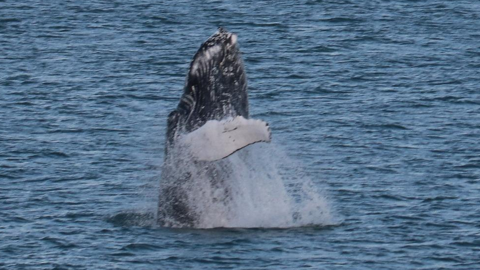 Humpback whale