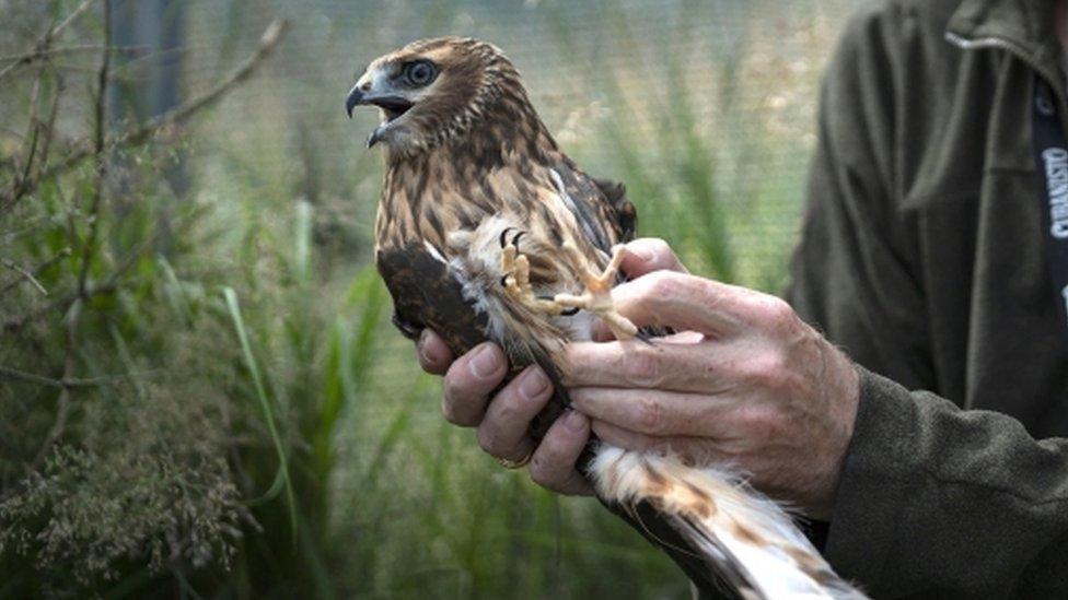 A hen harrier being tagged