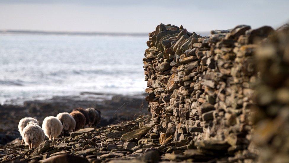 North Ronaldsay sheep and dyke