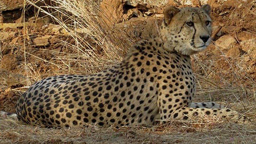 Cheetah Pawan at Kuno national park