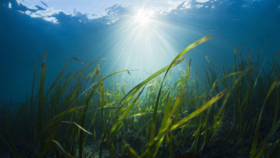 Seagrass underwater